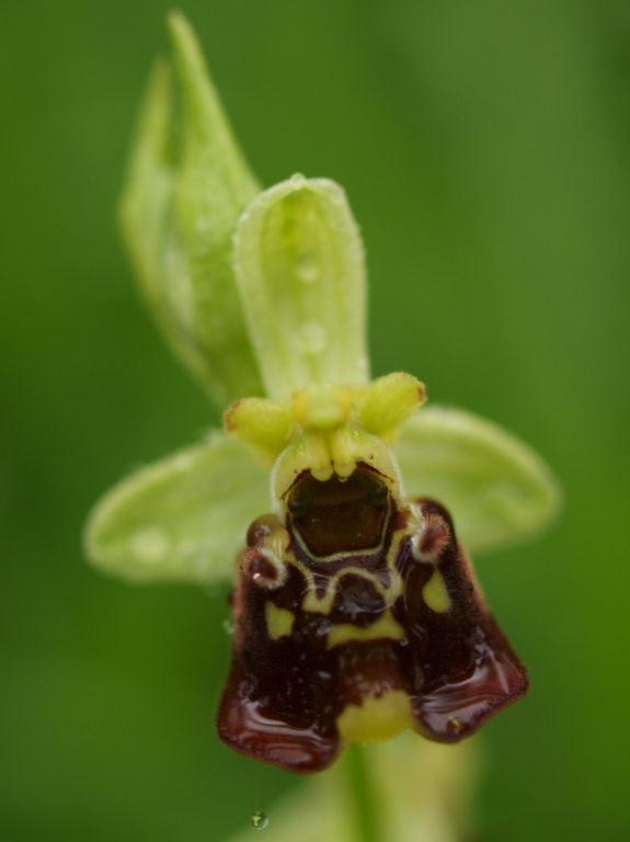 Ophrys untchjii